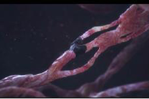 China makes breakthrough in stem cell culture equipment