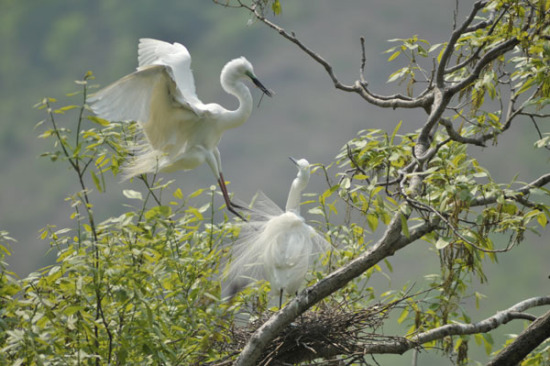 The city of Dandong, with an unspoiled ecosystem and vast intertidal mudflats, offers a perfect stopover for migratory birds. (Photo/China Daily) The city of Dandong, with an unspoiled ecosystem and vast intertidal mudflats, offers a perfect stopover for migratory birds. (Photo/China Daily)