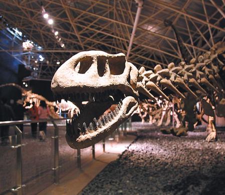Excavated skeletons of dinosaurs at China's Jurassic Park-Yunnan's Lufeng Dinosaur Valley outside Kunming. (Photo provided to China Daily) Excavated skeletons of dinosaurs at China's Jurassic Park-Yunnan's Lufeng Dinosaur Valley outside Kunming. (Photo provided to China Daily)