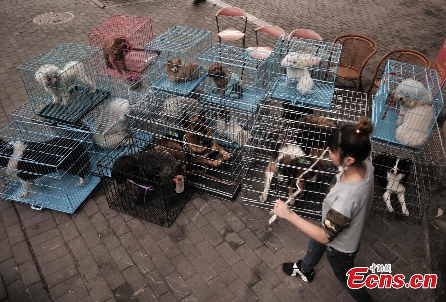 Pets crowd into beauty shop for festival new look (2/6)