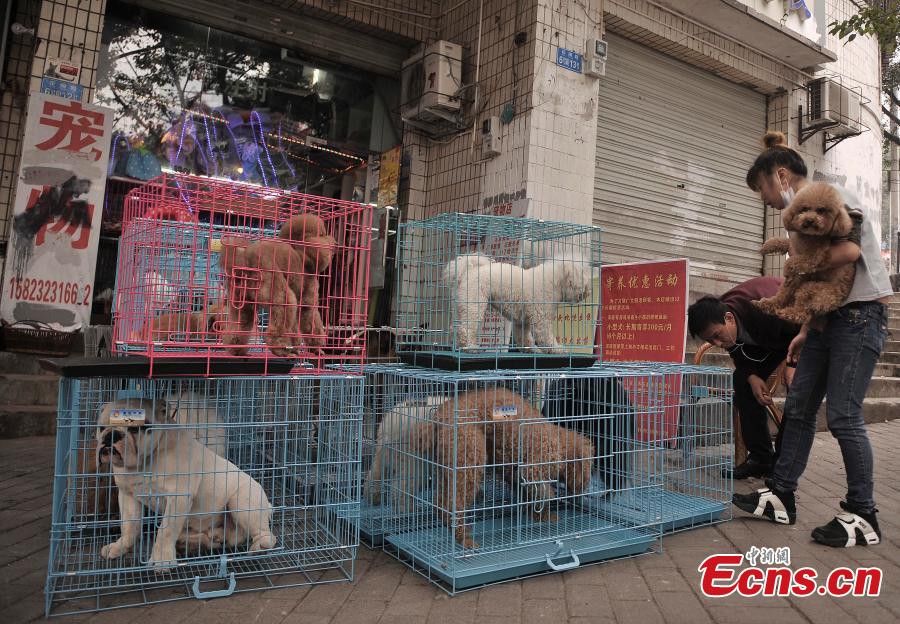 Pets crowd into beauty shop for festival new look (1/6)