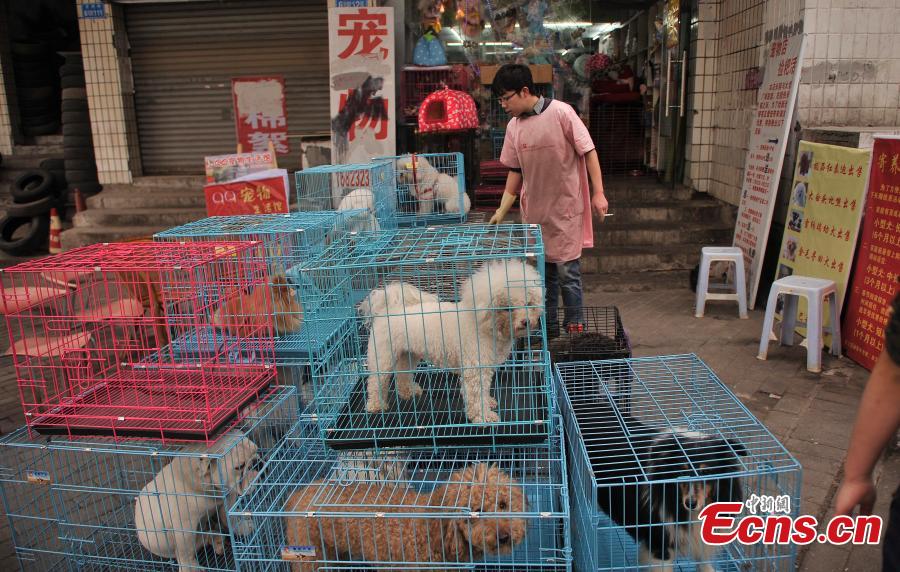 Pets crowd into beauty shop for festival new look (3/6)