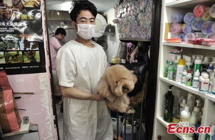 Pets crowd into beauty shop for festival new look (5/6)