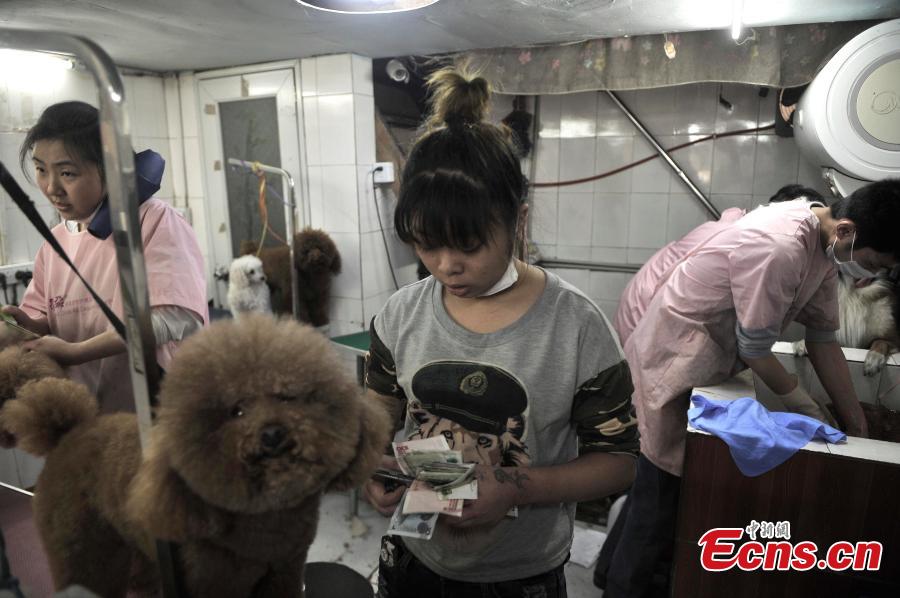 Pets crowd into beauty shop for festival new look (4/6)