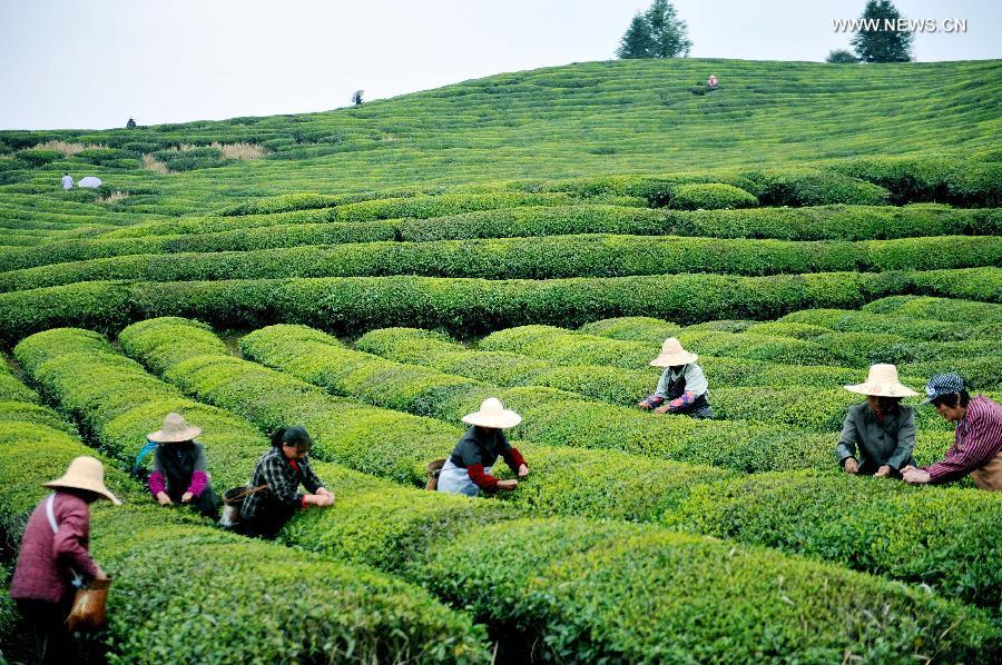 Farmers pick up tea leaves before Qingming Festival(1/4)