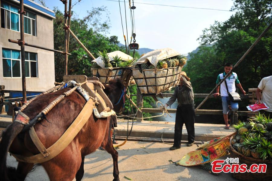 Donkey makes life easier for farmers(1/5)
