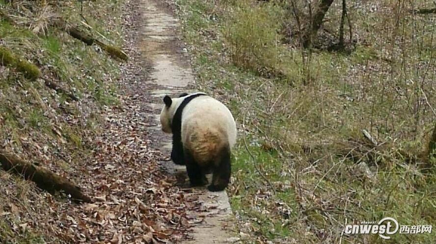 Wild giant panda looks friendly and lovely(1/4)