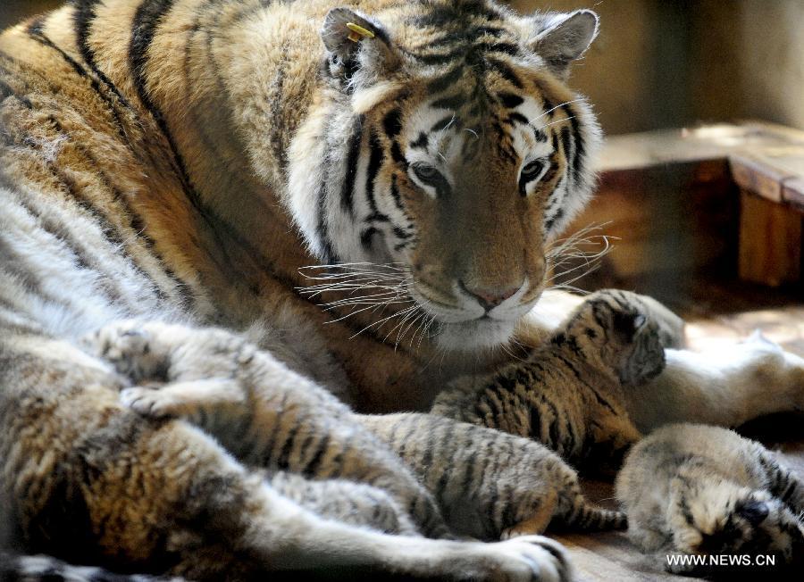 Siberian tiger gives birth to 5 cubs in Shenyang(1/6)