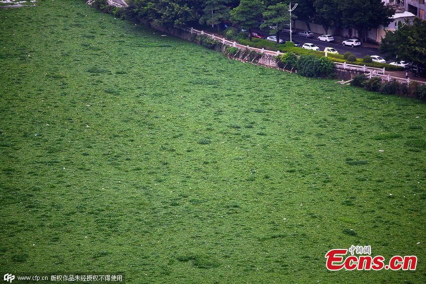 City under pressure to clean up rampant water plant(1/3)