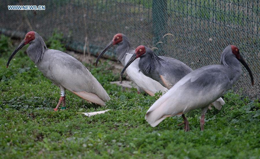 30 artificially-bred crested ibis released to wild in NW China (1/4)