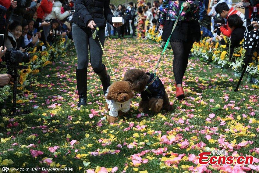Group wedding for 21 pet couples held in Beijing(1/3)