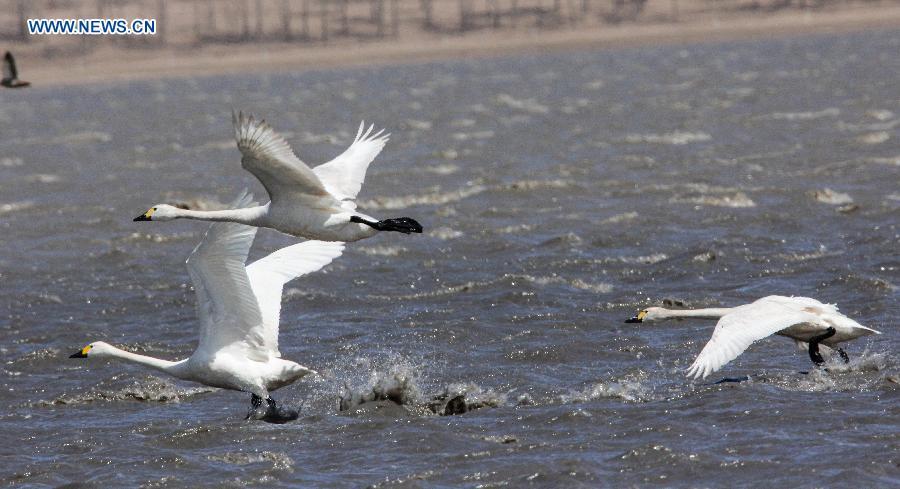Better environment attracts increasing number of swans in N China(1/3)