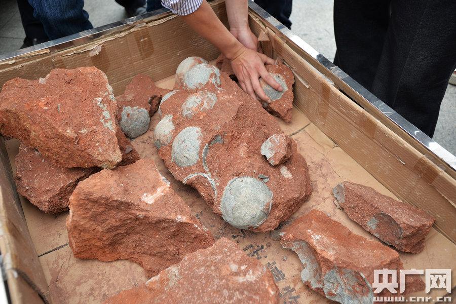 43 dinosaur egg fossils found in S China(1/6)