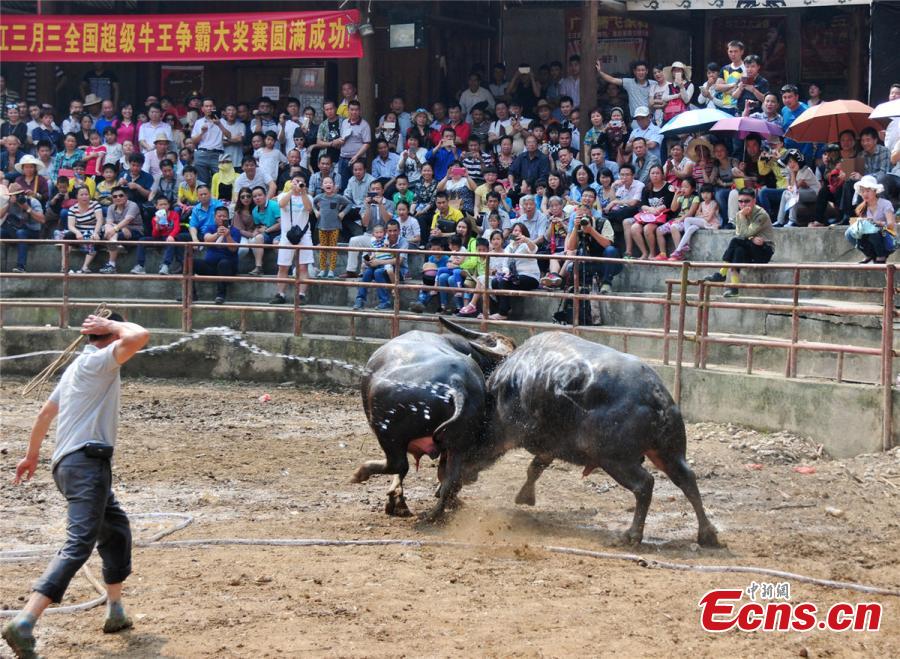 Nearly 100 water buffalos fight in Dong festival (1/6)