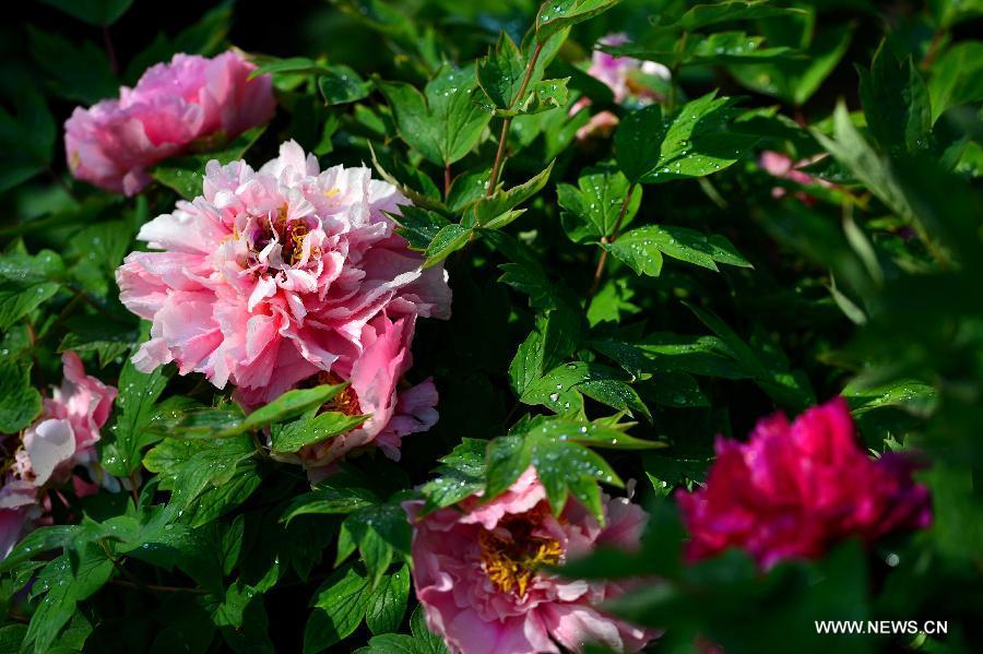 Peony blossoms seen in botanical garden in Jinan(1/5)