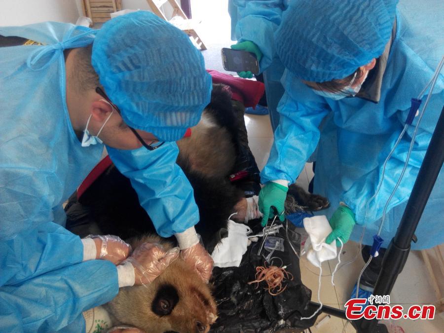 Sick panda out of danger after treatment(1/6)