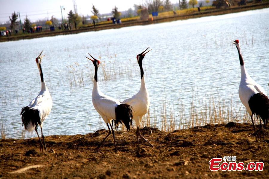 Red-crowned cranes fit in with new environment(1/7)