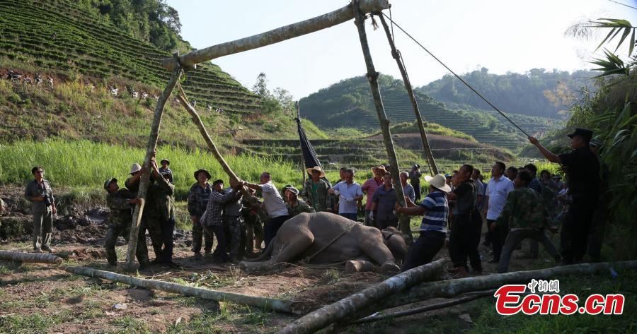 Elephant out of mire but still in danger(1/5)