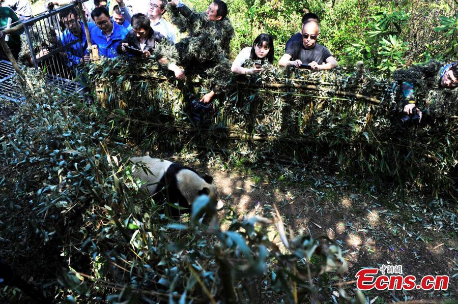 Panda released into the wild after surviving injury (1/7)
