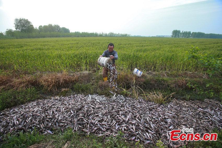 Hubei village hit hard by fish death(1/3)