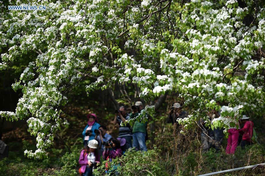 Tourists enjoy pear blossom at Qianshan scenic spot(1/5)