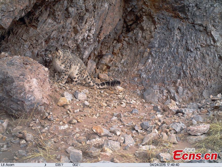 Camera captures movements of snow leopard (1/3)