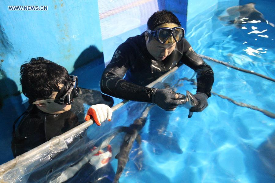 Quadruplets sharks born at sharks museum in Shandong(1/3)