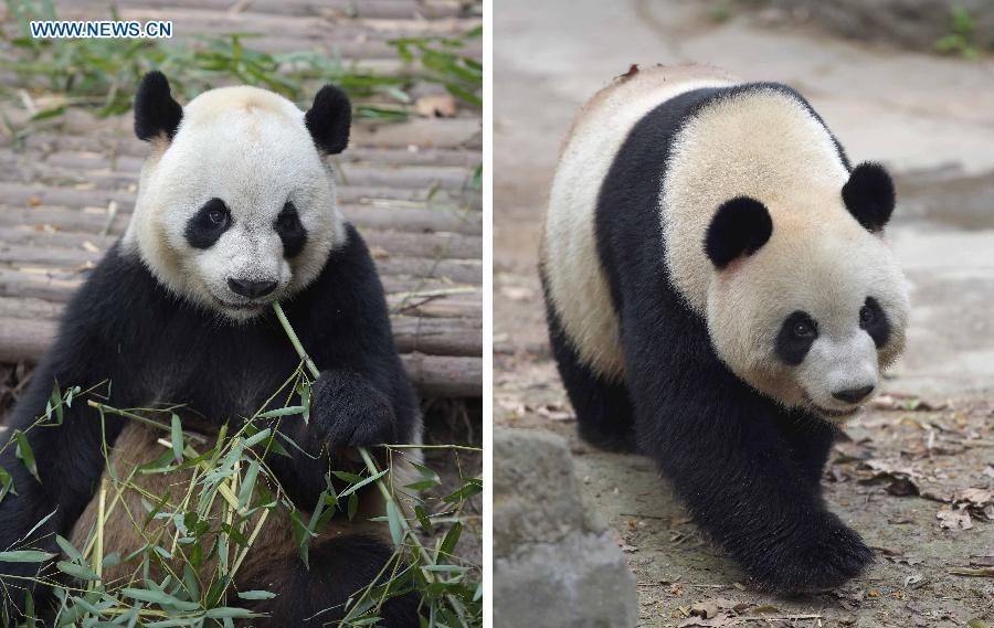 In photos: New pair of pandas arrive in Macao(1/8)