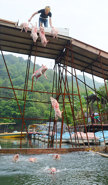 Diving competition for piglets in Changsha(1/4)