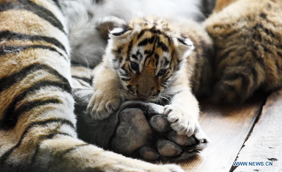 Siberian tiger cubs seen at Siberian Tiger Park in Heilongjiang(1/8)