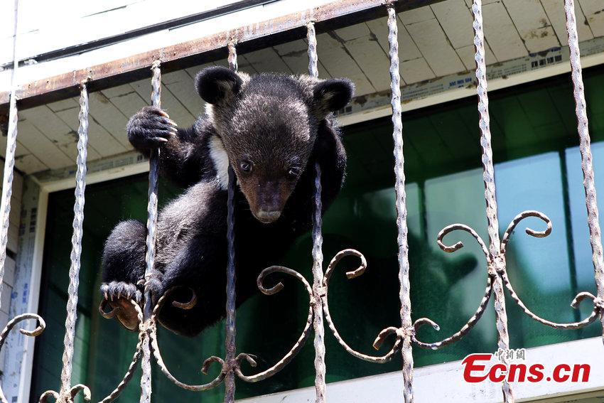 Bear cub found on road returned to nature (1/3)