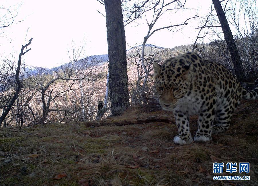 NE China finds traces of endangered leopard(1/2)