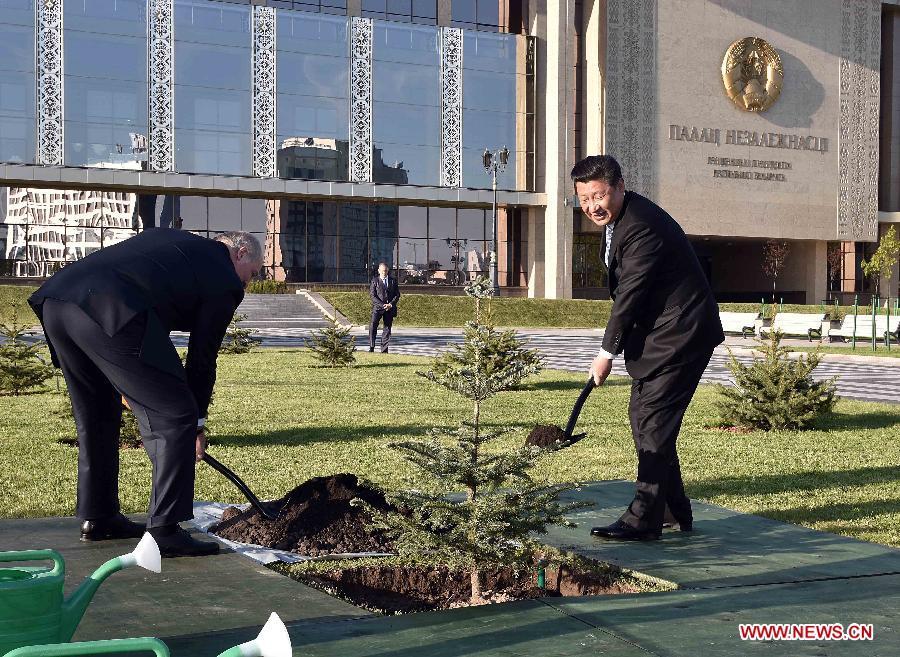 Xi Jinping, Lukashenko together plant dragon spruce tree in Minsk(1/1)