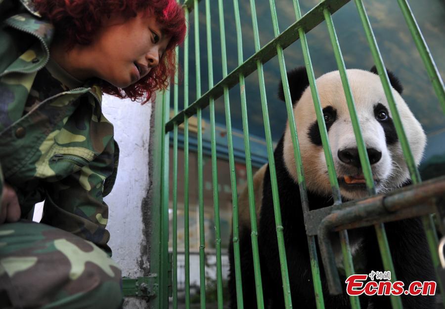U.S. born giant panda enjoys meal at Shijiazhuang zoo(1/4)