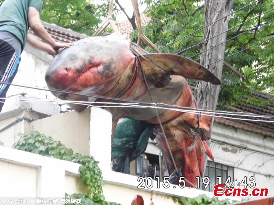 Great white shark sale to be investigated(1/2)