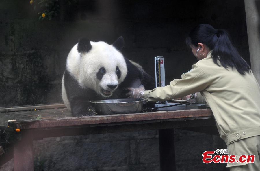 Oldest panda in China to celebrate 35th birthday(1/2)