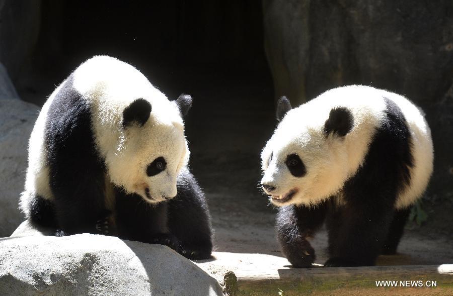 First surviving pair of panda twins in U.S. (1/4)
