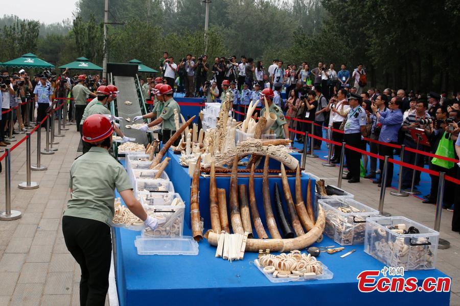 China destroys 6.6 tonnes of seized ivory(1/9)