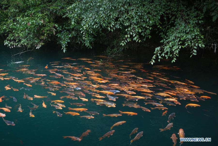 Fish swim in stream by Qianfo Mountain in east China (1/2)