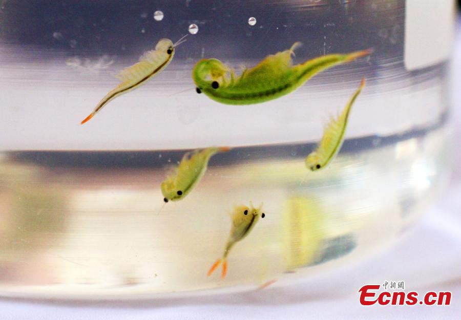 Researchers find shrimps from the age of dinosaurs in SW China(1/8)