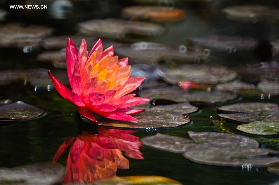 Water lily blossom at Int'l Horticultural Exposition Park(1/5)