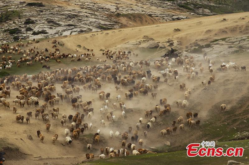 Seasonal livestock migration in Altay, Xinjiang(1/4)