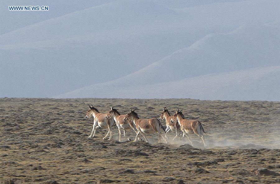 Wild animals seen on grassland in Gansu Province(1/6)