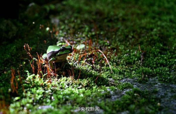 Rarely seen tree frog found again in Qinling Mountains (1/5)