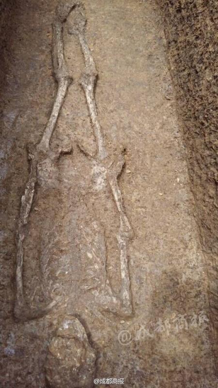 Complete human skeleton found in Sanxingdui Ruins(1/6)