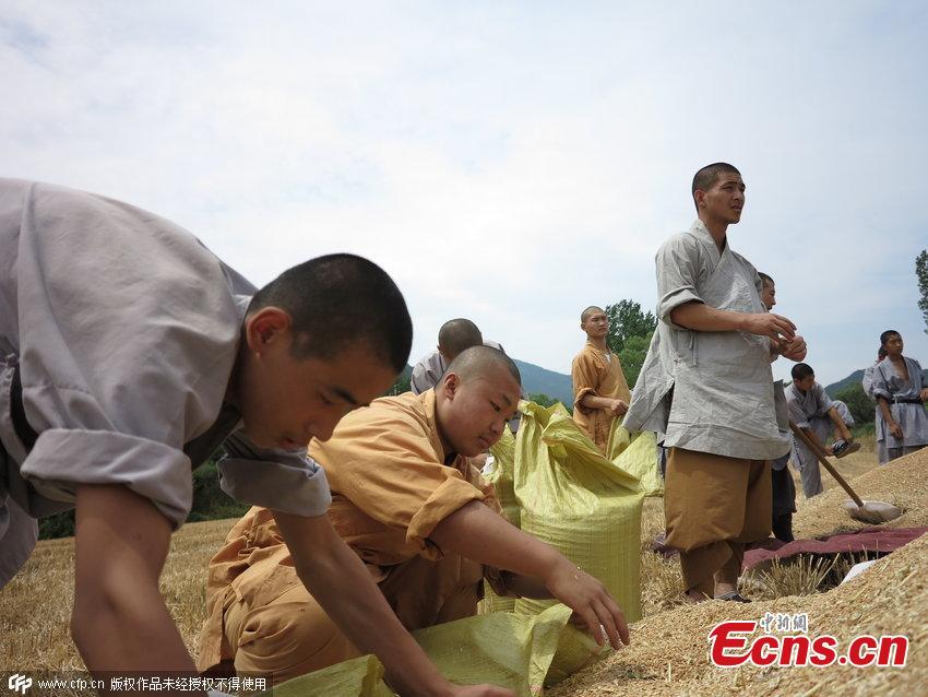 Wheat harvest season for Shaolin monks(1/3)