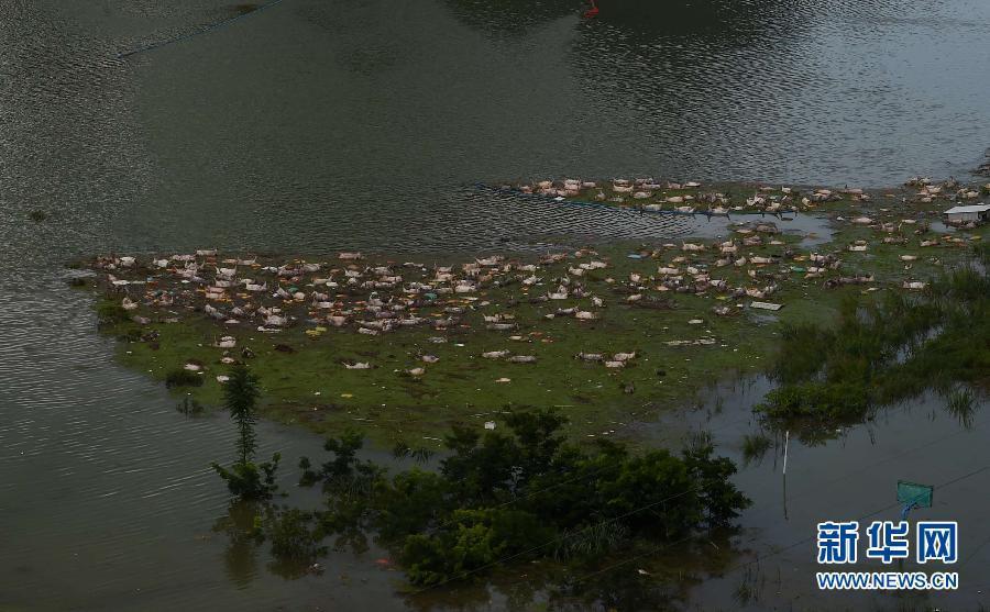 16,000 pigs drowned in SW China rainstorm(1/4)