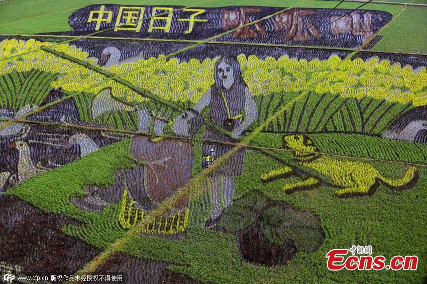 Shenyang presents vivid 3D images on paddy field.(1/4)