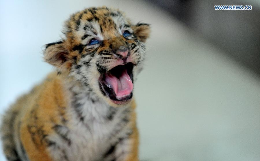 3 Siberian tiger cubs become 1 month old(1/5)