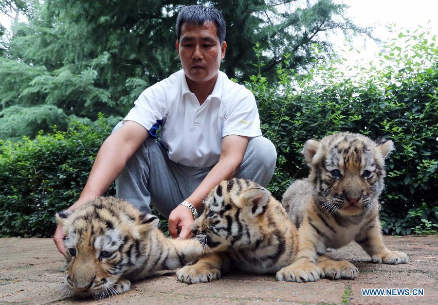 Siberian tiger cubs meet public in Shandong(1/1)